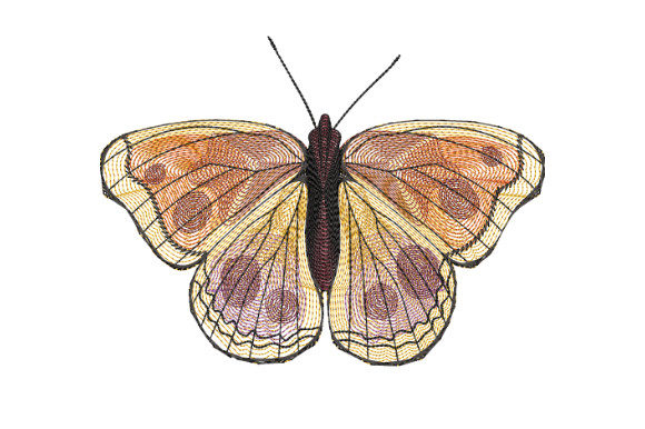 Yellow Butterfly with Burgundy Spots Review